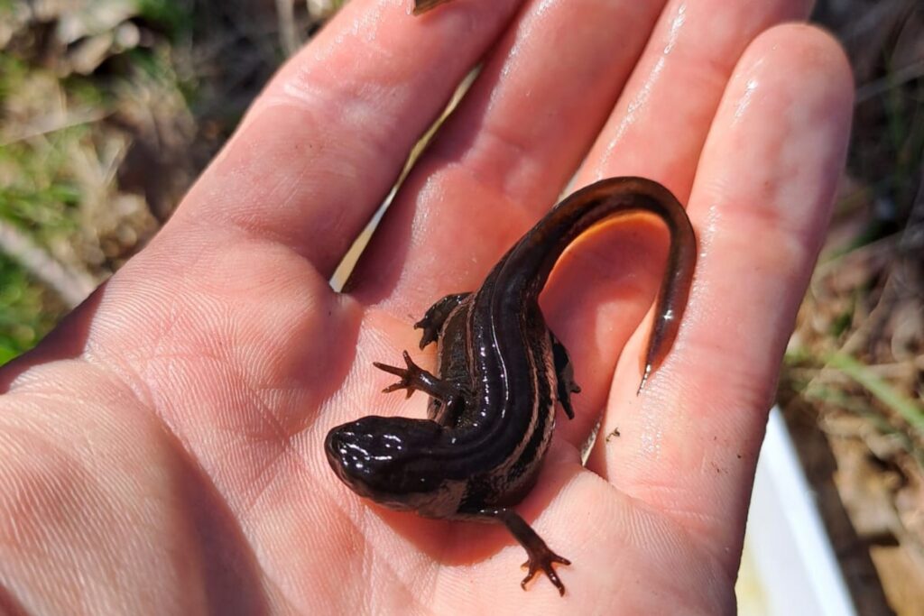 Alpenwatersalamander tijdens ecologisch soortenonderzoek – beschermd dier onder de Wet natuurbescherming